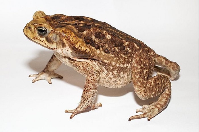800px-Adult_Cane_toad.jpg
