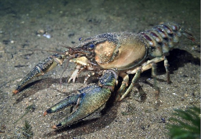 Crayfish-777x541.jpg
