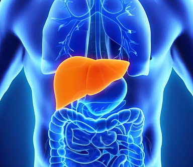人体最大的腺体是肝脏吗？为什么这么说？ - 1