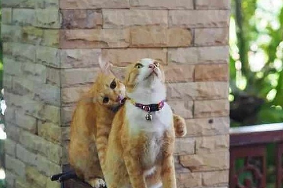主人收养两只橘猫，猫弟意外离世后，猫哥每日守在窗口等它回家！ - 2