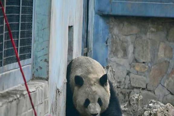 调皮熊猫称挖煤弄脏身体，想蹭会给饲养员被识破后，只能乖乖认错 - 7