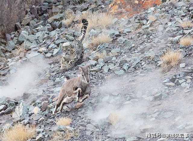祁连山东段出现雪豹，母豹抓岩羊训练幼崽捕食，哪知小豹把它放走 - 7