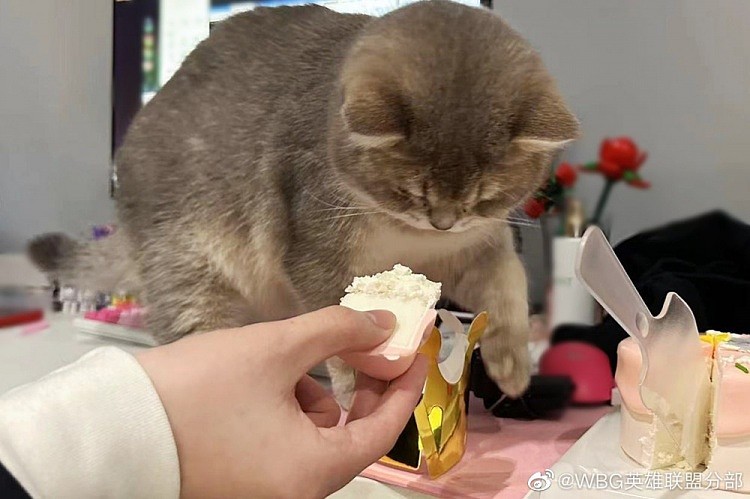 WBG分享Xiaohu宠物麻薯生日返图：是一岁生日的快乐小猫咪! - 3