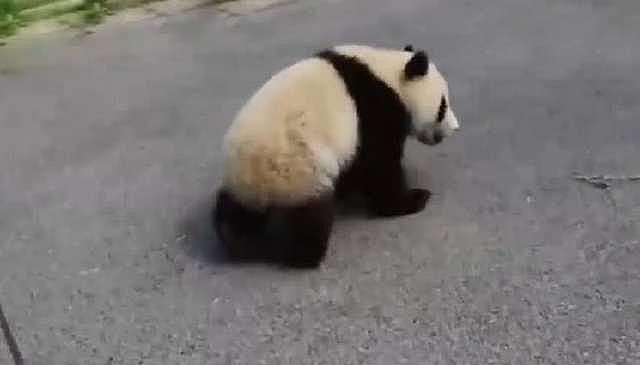 小熊猫当着饲养员偷吃，被拎起来后可可怜兮兮的表情亮了 - 1