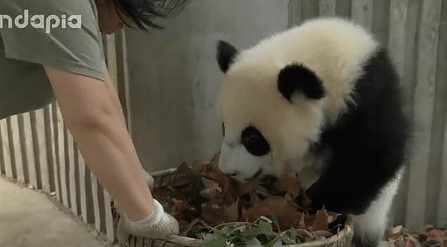 熊猫抢走饲养员扫把，还躲进枯叶里不出来，萌化网友们的心 - 4