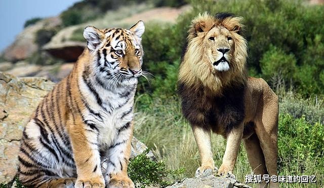 现存非洲最大的猫科动物，克鲁格狮能不能打赢东北虎？ - 4