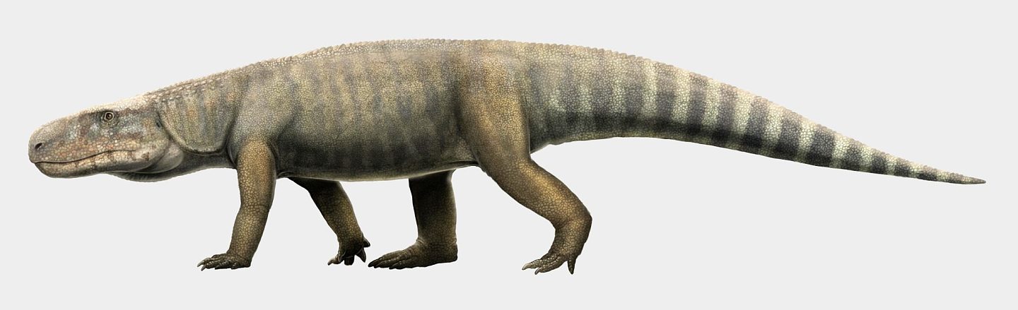 三叠纪古龙化石弥补了鳄鱼进化过程中的缺失环节 - 1