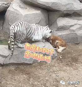 狗生赢家！山东一动物园内狗子躺在虎园里休息，老虎的举动亮了 - 3