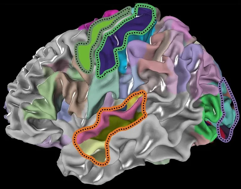 Analyzed-Brain-Areas-768x602.webp