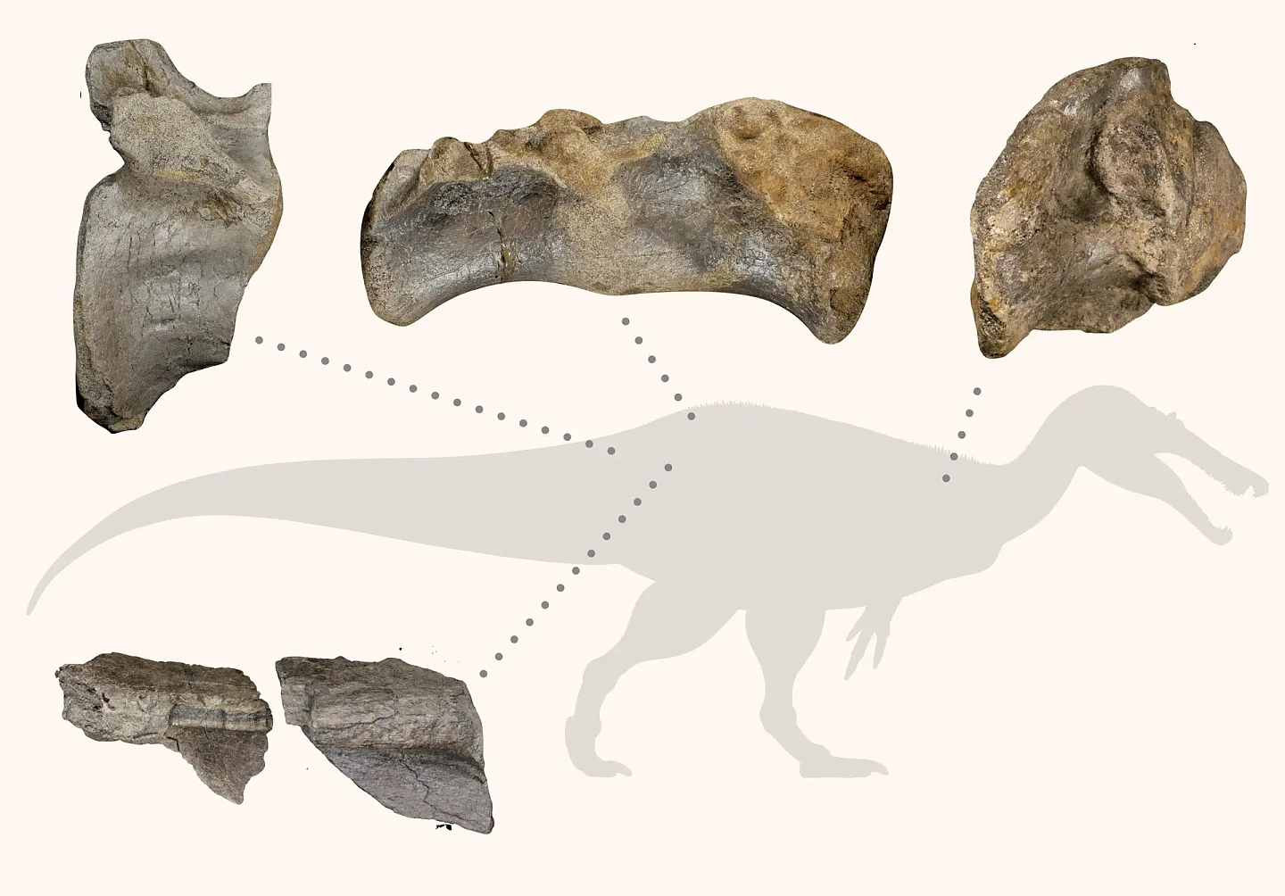 科学家发现“欧洲最大陆地捕食者”：一种长着鳄鱼脸的恐龙 - 2