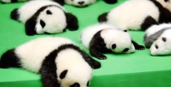 25只小熊猫表演“熊猫瘫”，它却意外上演摔跤，网友：成功抢镜！ - 3