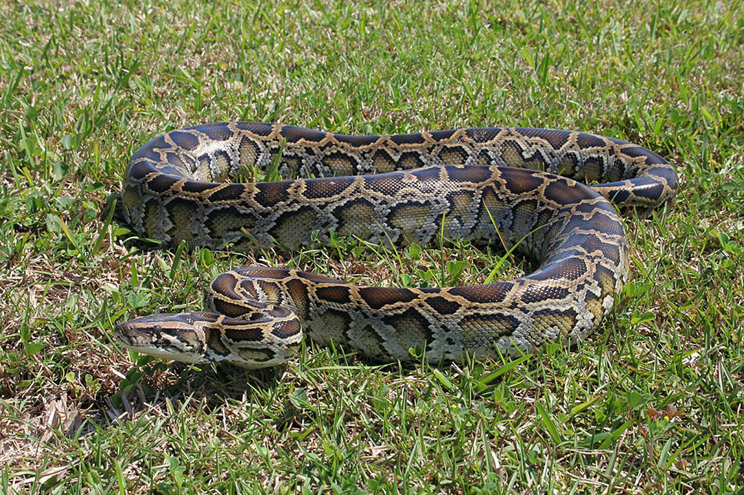 鳄鱼都成盘中餐，缅甸蟒在佛罗里达泛滥，捕蛇人表示“吃不消” - 14