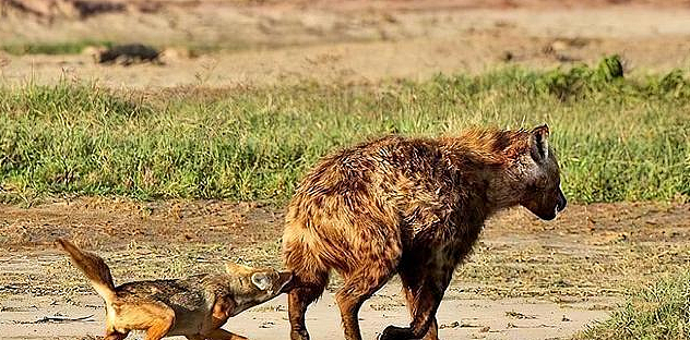 5头胡狼使用“掏肛术”追杀鬣狗，鬣狗被掏的生不如死，真是报应 - 1