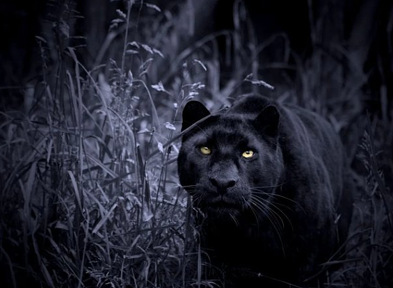黑夜中的王者之“猫”，黑豹，最优雅的杀手和美食鉴赏家！ - 1