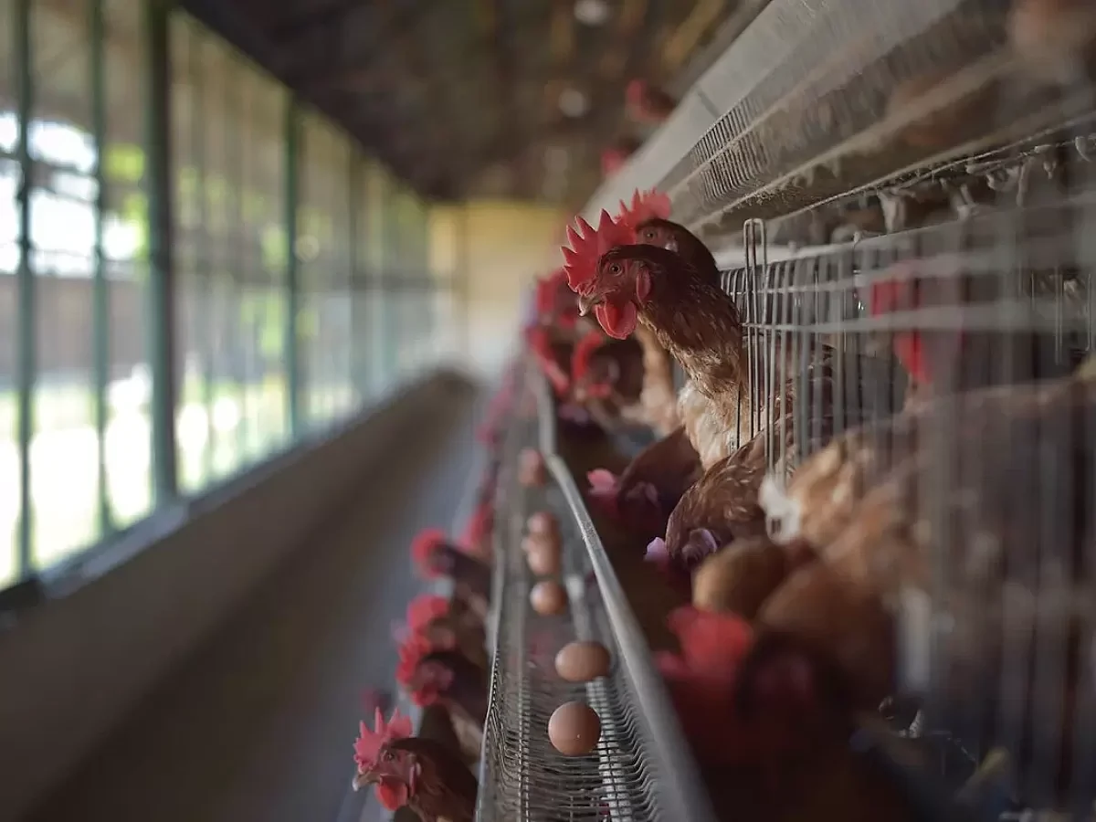 禽流感席卷美国20多州 2000万只禽鸟死亡，鸡蛋价格暴涨50% - 1