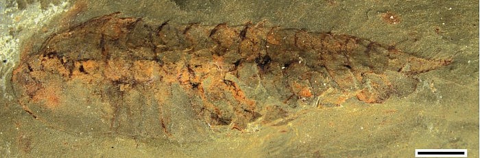保存完好的化石揭示了5亿年前节肢动物祖先的大脑 - 2