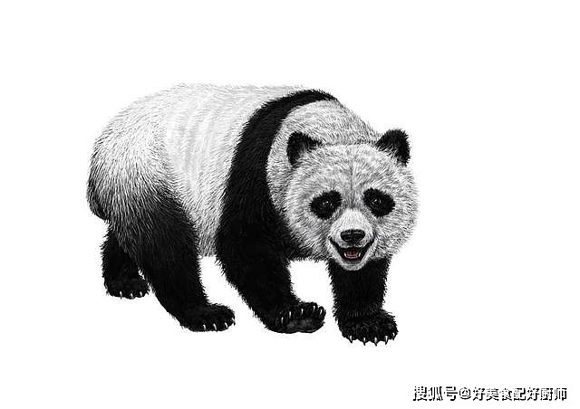 辟谣熊猫神话：食铁兽的实力到底有多强？ - 2
