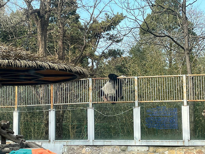 北京动物园一大熊猫越狱，动作行云流水，去年还曾掰断监控 - 6