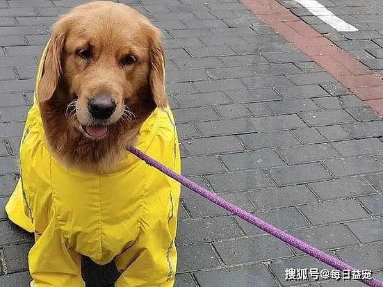 主人担心下大雨，想带金毛回家，狗狗坐地不愿走：我穿了雨衣 - 5