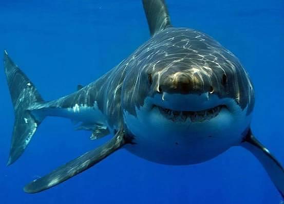 “巨齿鲨”还活着？夏威夷海域发现一条巨型鲨鱼，实在是太大了 - 6