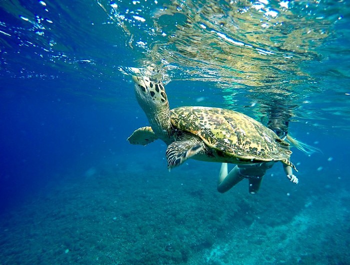 全球变暖导致海龟孵化性别受到影响 雌龟数量远超雄龟 - 1