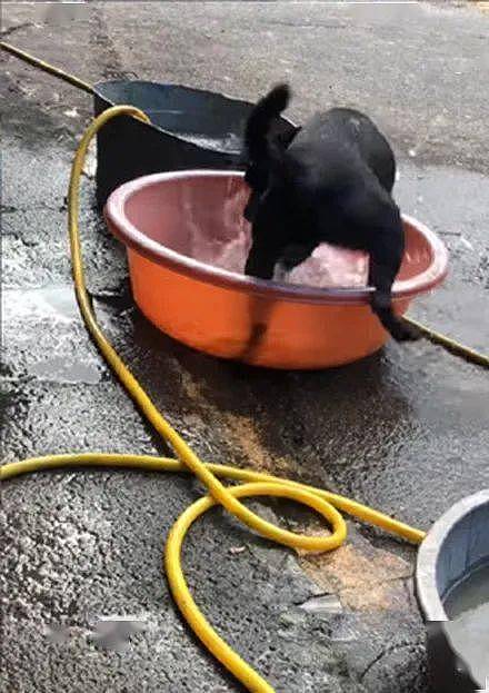 狗子从小喜欢坐水盆玩耍，结果第一次遇到下大雨吓到腿软发抖：救命啊！ - 2
