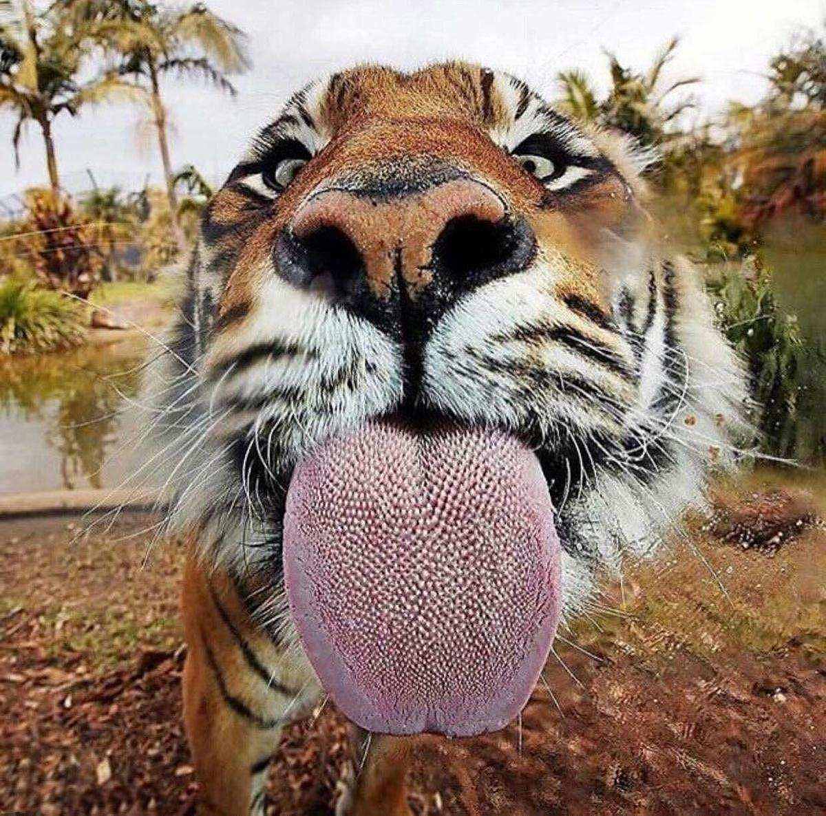 老虎舌头可以舔下半张人皮，是真是假？为何猫科动物舌头满是倒刺 - 1