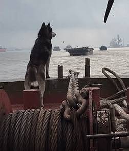 主人带二哈出航，狗子站在船头翘首望向远方，狗：请叫我航海汪… - 4