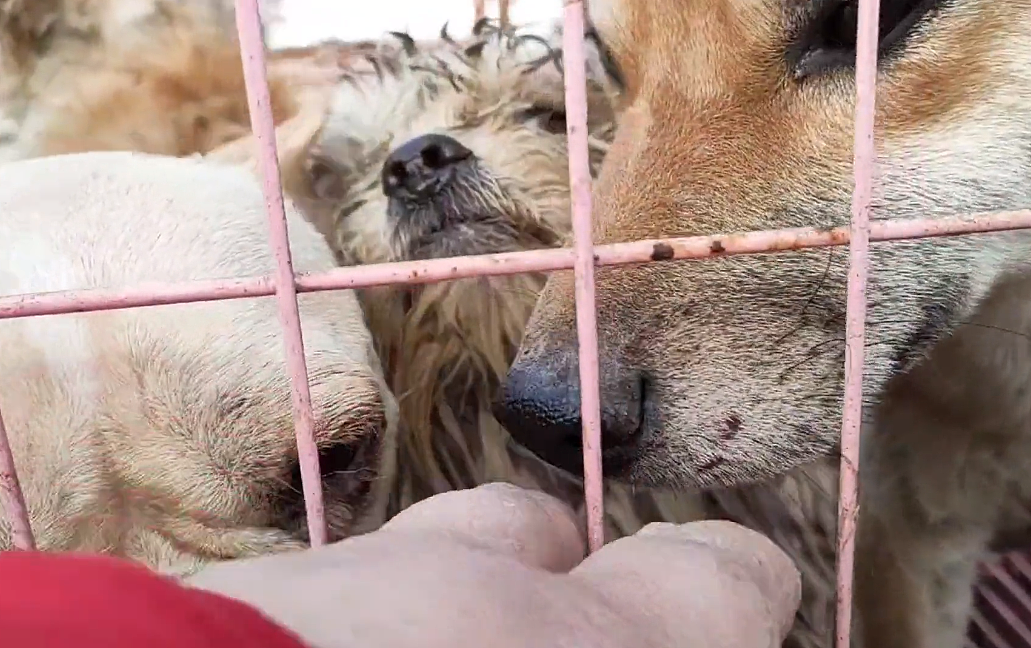 3500，养殖场里险些进狗肉馆的宠物狗们成功获救，车上狗狗们的眼中充满绝望 - 4