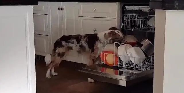 狗狗主动帮忙擦碗碟，这样的舔法，一个碗都不敢用！ - 3