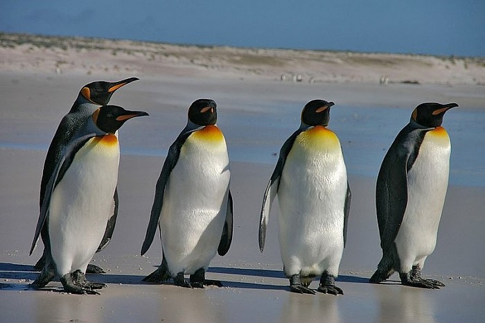 800px-Falkland_Islands_Penguins_36.jpg