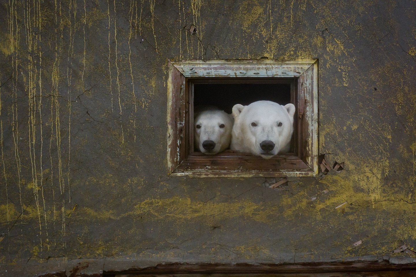 [组图]北极熊占领了废弃岛屿并搬进了空房子里 - 9