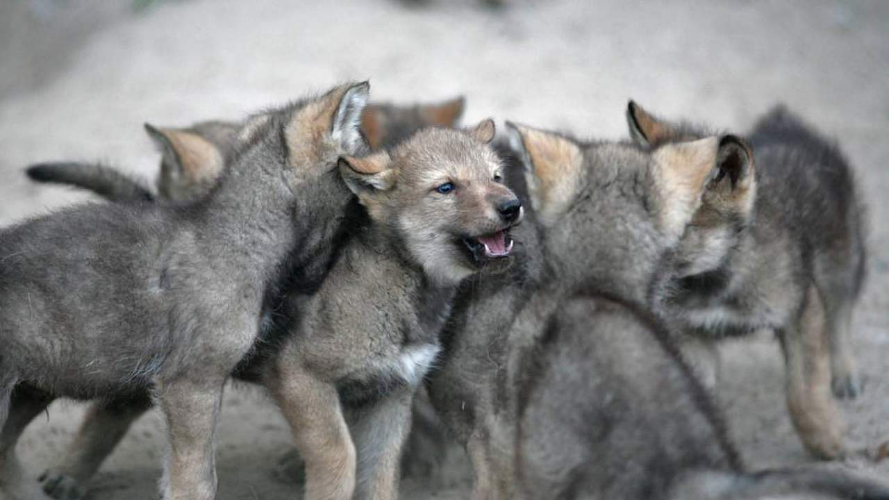 研究发现狼崽子不管怎么养 都不会像你的狗那么友好 - 1