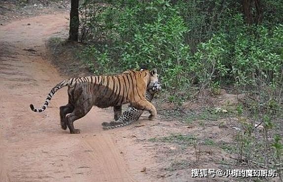 花豹出门觅食偶遇老虎，直接猖狂的打了上去，最后结果可想而知 - 3