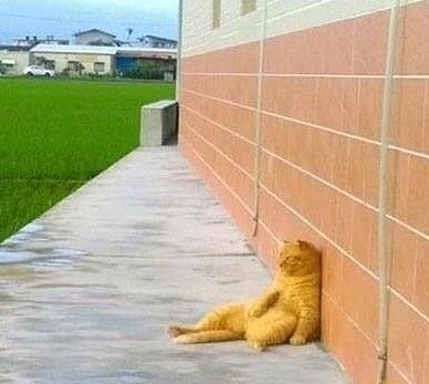 橘猫坐在田边思考喵生，像失恋一般惆怅靠墙，喵：小鱼干你在哪？ - 3