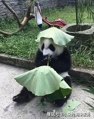 熊猫受不了天气太热，就地取材自制防晒帽，戴上后大爷风范十足 - 1
