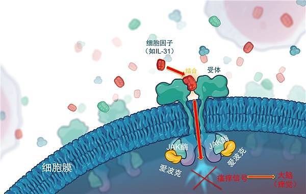 爱波克以高效的止痒效果开启狗狗的“无痒”时代 - 3