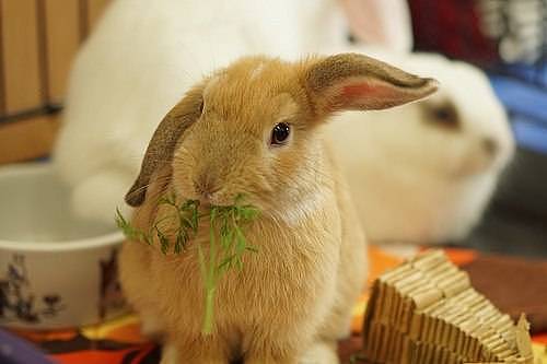 养兔经验：兔子不吃兔粮只吃草 - 1