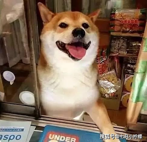 日本老板用柴犬当售货员，它却天天卖萌，没想到生意这么火爆！ - 6