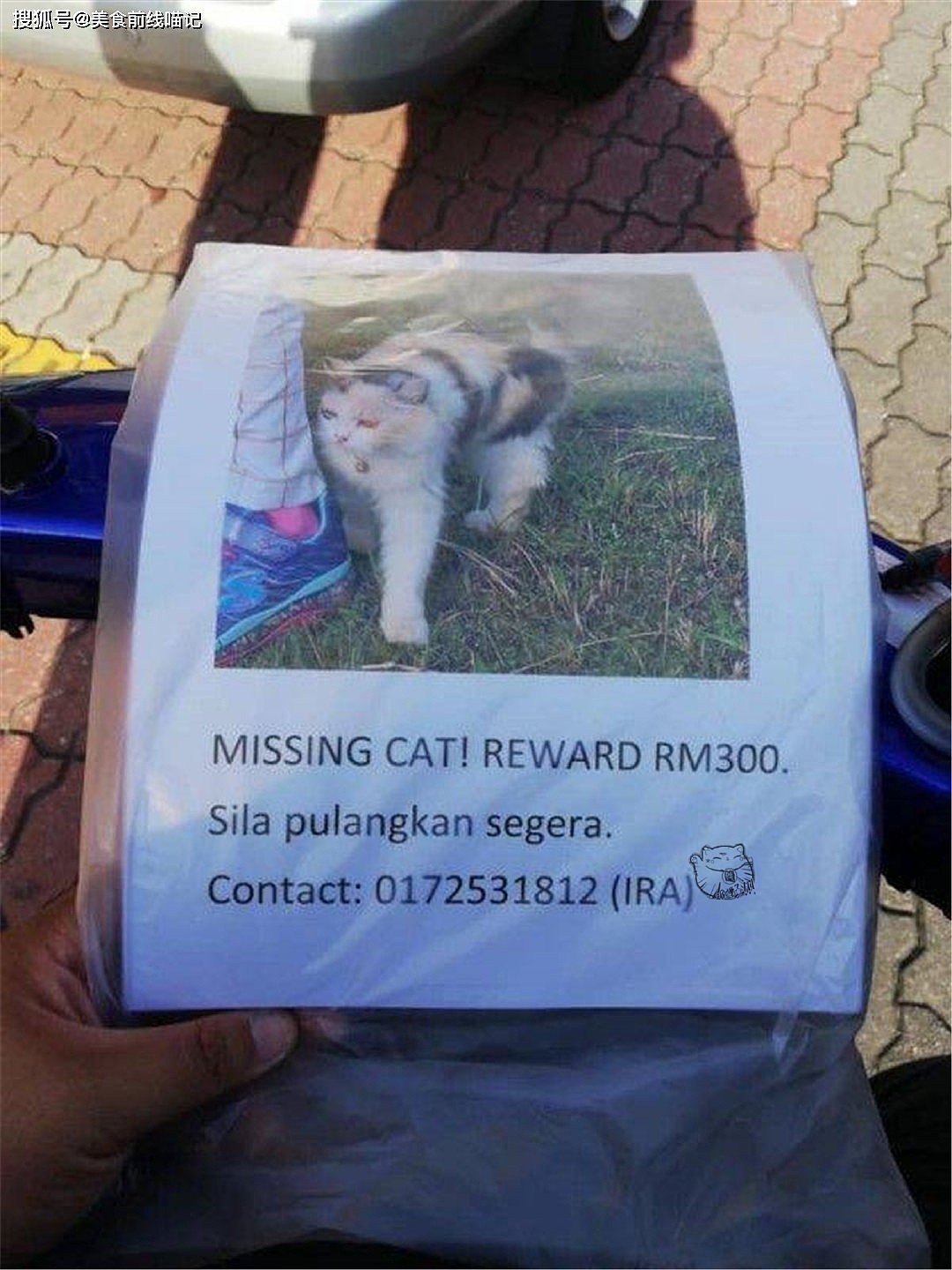 海外饲主的喵咪走失，却被陌生人的狗狗找到了 - 3