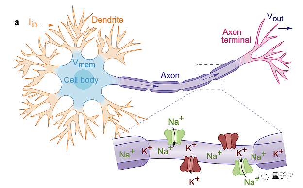 人造神经元成功操纵植物 让捕蝇草强行闭合 - 3