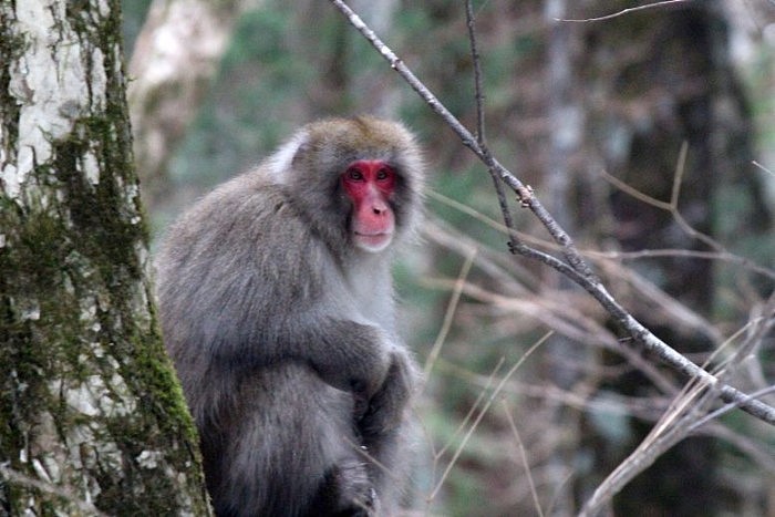 Snow-Monkey-Japanese-Macaque-Macaca-fuscata-777x518.jpg