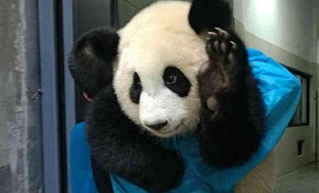 熊猫团子玩嗨了，不想回笼子里，被奶爸直接扛走，小表情太萌了 - 3