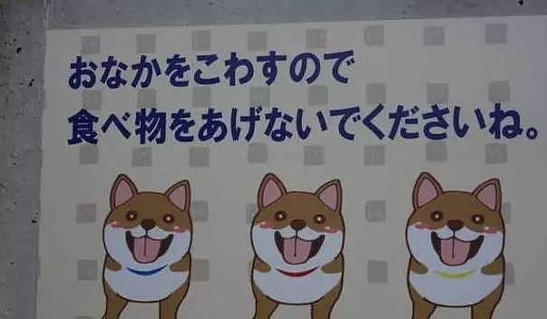 日本网友家的三只柴犬，因为晒照呆萌又可爱，走红了朋友圈 - 10