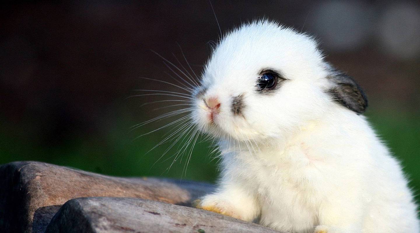 世界上最“自作多情”的宠物，兔子假怀孕你听说过吗 - 1