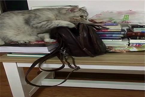 英短猫偷主人背包里的鱼片, 被发现后故意往旁边看, 小眼神好可爱 - 2