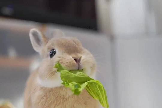 养兔经验分享：兔子可以喂水喝吗 - 3