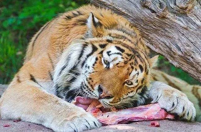 老虎也会吃草？是因为肚子太饿吗？ - 8