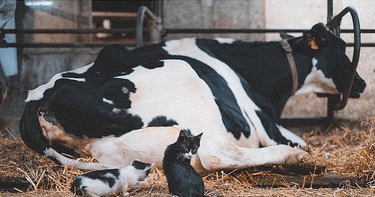 奶牛猫闯入牧牛场，误认乳牛当妈，只因身上斑纹相似就是娘 - 3