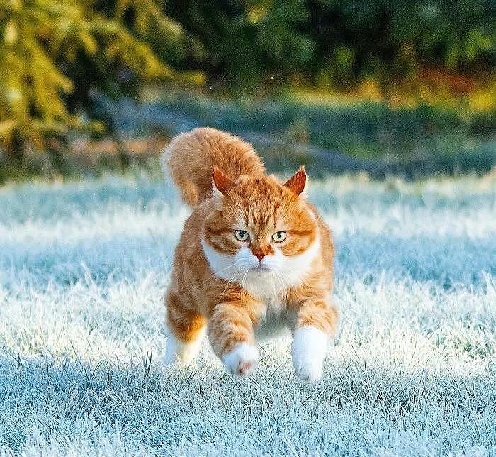 即使你阅猫无数，见到这只橘猫也会心动，真的太美了 - 9